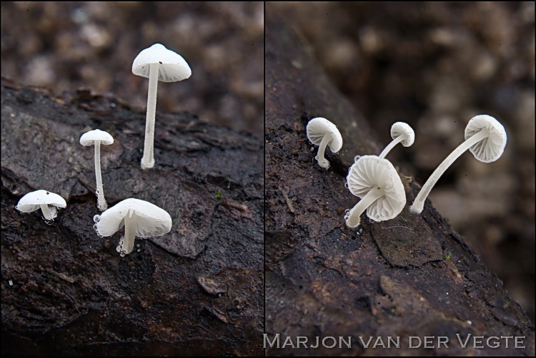 Kurkentrekkermycena - Hemimycena tortuosa